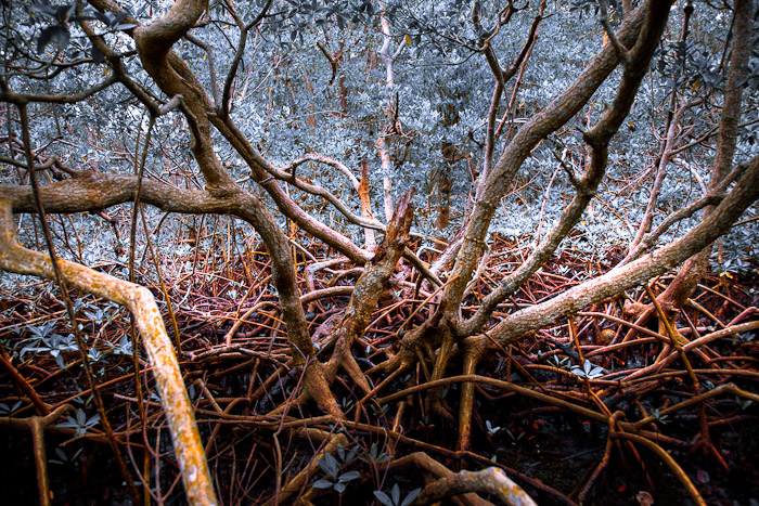 Interlaced mangrove branches against a wooded backdrop