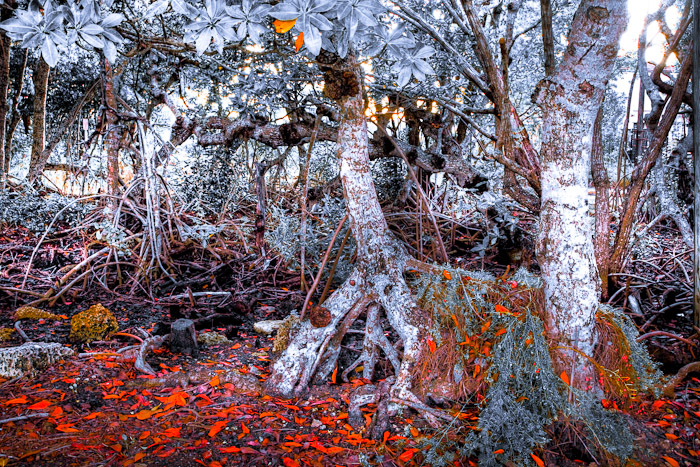 Mangrove trunks and red leaves around a small clearing
